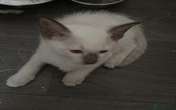 Siamese cats for sale: Siamese kittens  - Image 11