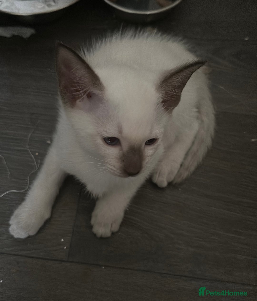 Siamese cats for sale: Siamese kittens  - Image 11