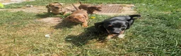 Miniature Dachshund dogs for sale: Miniature chocolate dapple black tan dachshund - Advert 26