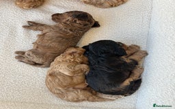 Cockapoo dogs for sale: Amazing mix of colours F1 Cockapoo pups - Image 9