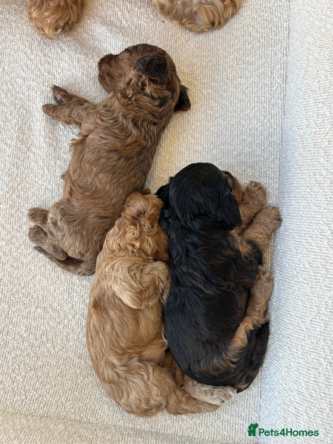 Cockapoo dogs for sale: Amazing mix of colours F1 Cockapoo pups - Image 9