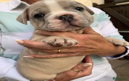 French Bulldog dogs for sale: French bulldog puppies with lilac and merle  - Image 6