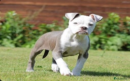 Olde English Bulldogge dogs for sale: 🛑23 YEARS🛑5⭐️APPROVED⭐️LICENSED  - Image 13