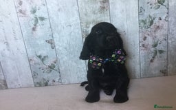 Cocker Spaniel dogs for sale: Well socialised Pedigree Cocker pups - Image 30