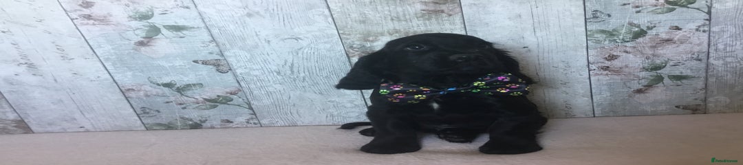 Cocker Spaniel Puppy 1