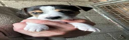 Jack Russell dogs for sale: Fantastic jack russel puppies - Advert 7