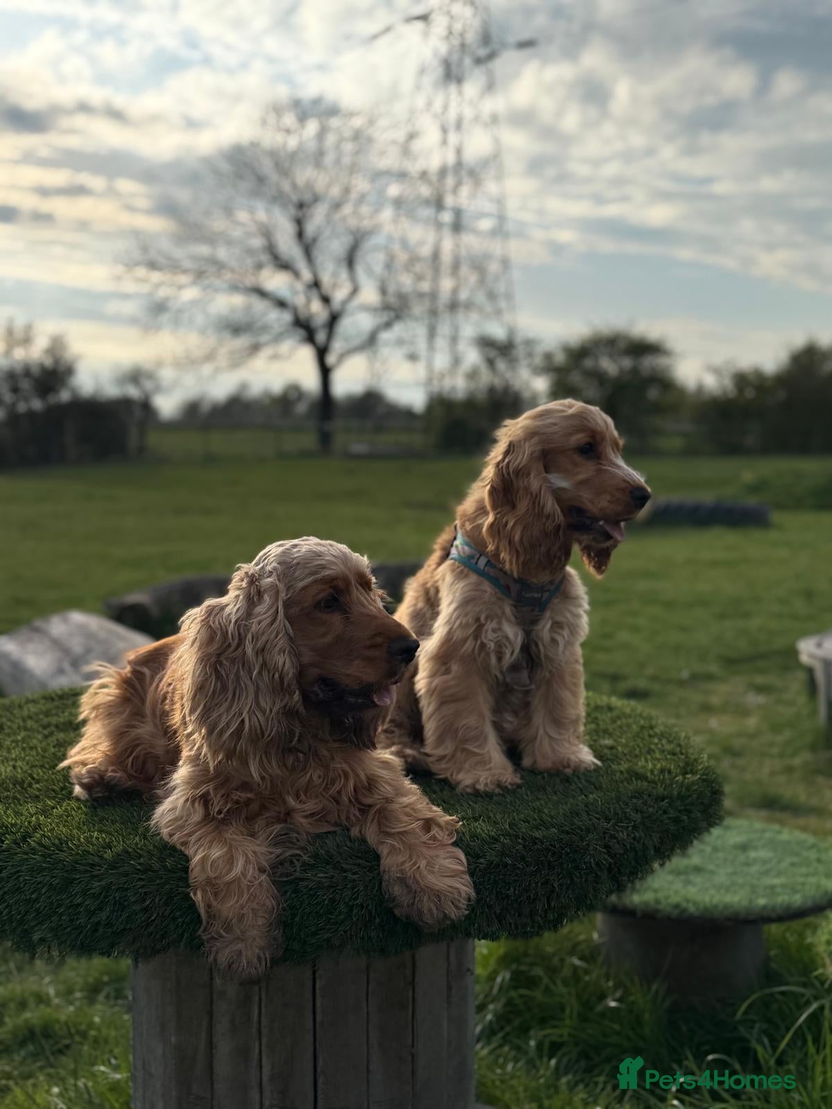 Cocker Spaniel dogs KC Registered Golden show cocker spaniel - Advert 2