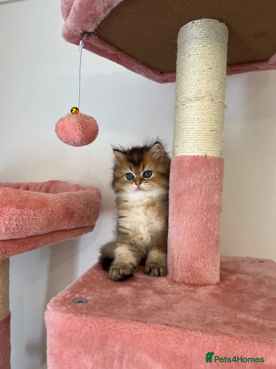British Longhair cats for sale: Looking for a new family!!!!  - Image 15