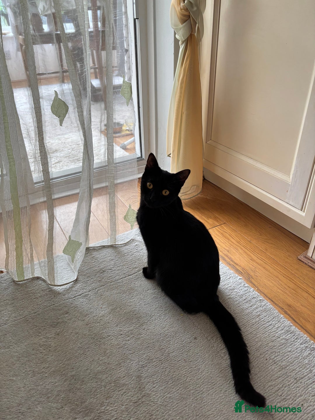 Mixed Breed cats for sale: Mix bread  - Image 11