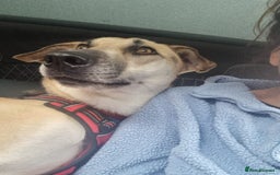 Mixed Breed dogs for adoption: JACK FOR ADOPTION OR FOSTER IN CORNWALL OR DEVON - Image 7