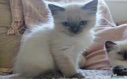 Ragdoll cats for sale: 5 beautiful ragdoll kittens ready to leave now - Image 6