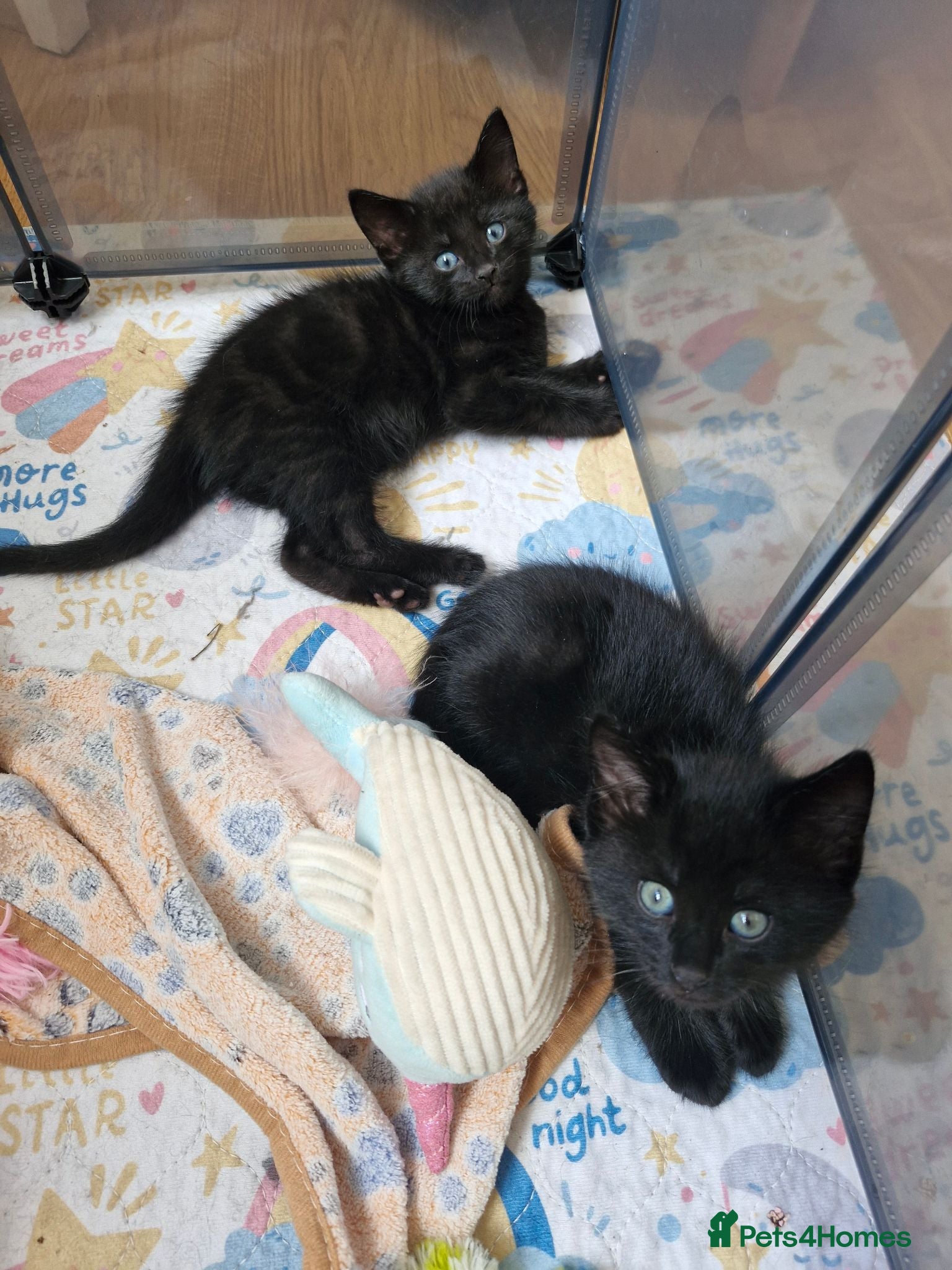 Domestic Shorthair cats kittens - Advert 6