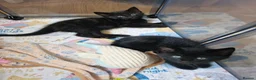 Domestic Shorthair cats for sale: kittens Bourton-on-the-water - Advert 1