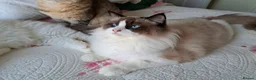 Ragdoll cats for sale: Premium Seal Bicolour  Ragdoll Boys 💖💖💖 - Advert 29