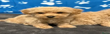 Maltipoo Puppy 2