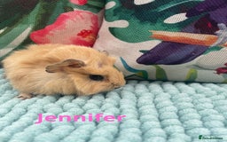 Guinea Pig rodents for sale: Beautiful baby guinea pigs  - Image 6