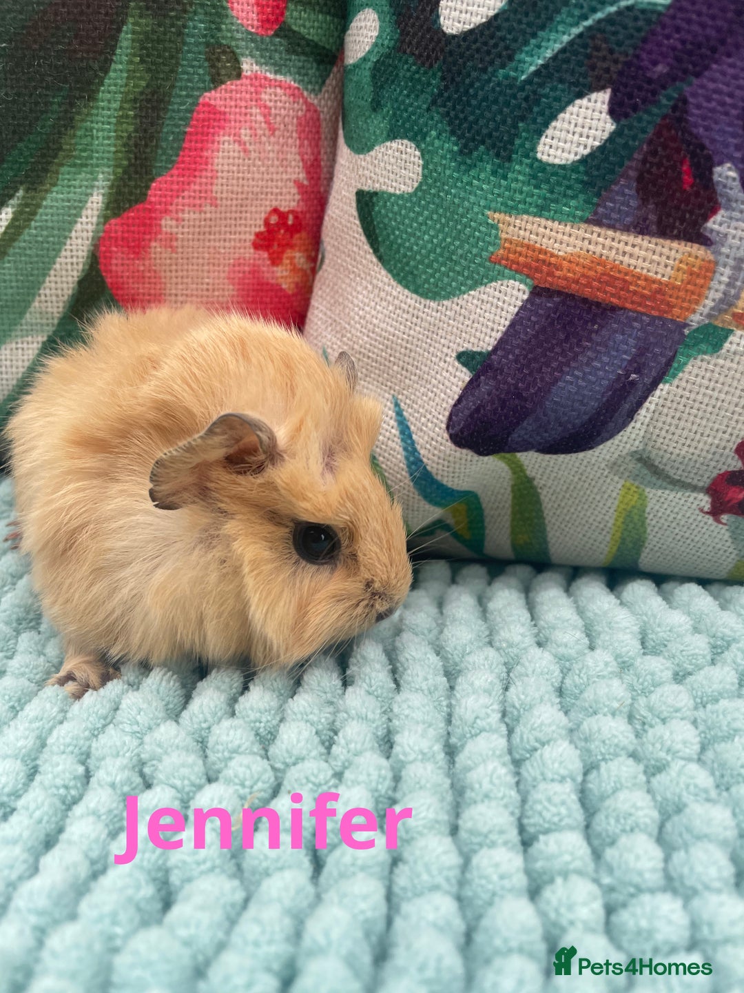 Guinea Pig rodents for sale: Beautiful baby guinea pigs  - Image 6