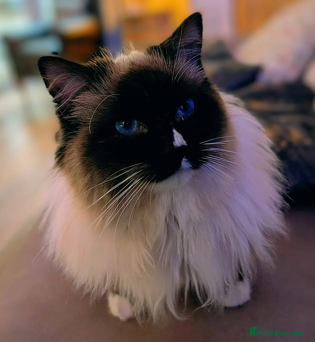 Ragdoll cats for stud: Ready for Srud - Advert 1