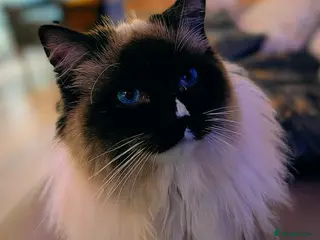 Ragdoll cats Ready for Srud - Advert 1