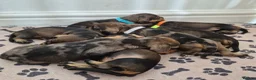 Miniature Dachshund dogs for sale: Miniature wire dachshund puppies - Advert 6