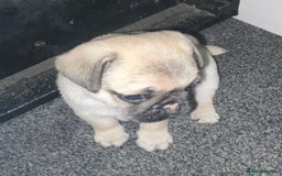 Pug dogs for sale: 2 beautiful pugs looking for their forever home - Image 6