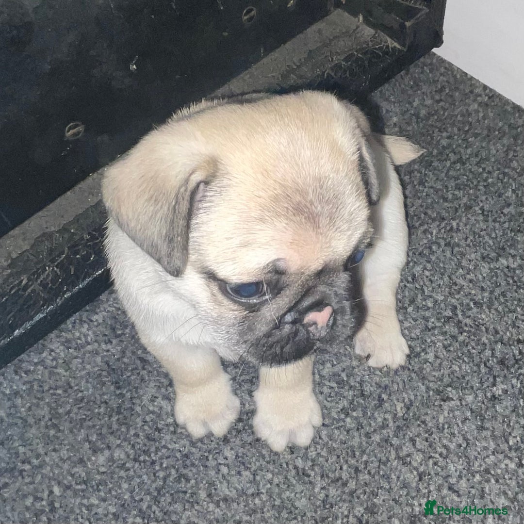 Pug dogs for sale: 2 beautiful pugs looking for their forever home - Image 6