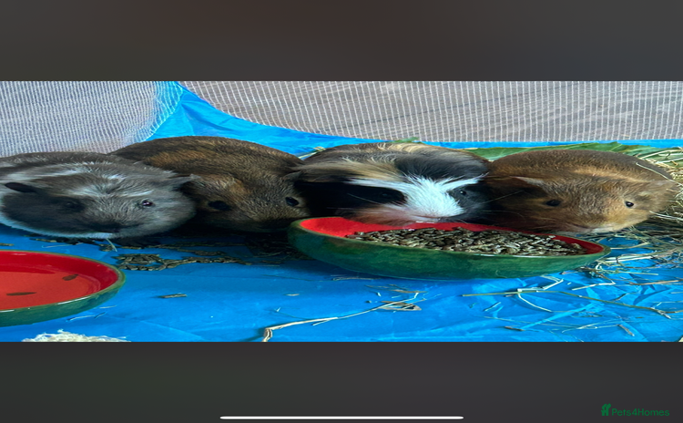 Guinea Pig rodents - Advert 1