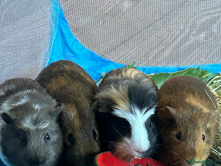 Guinea Pig rodents - Advert 36