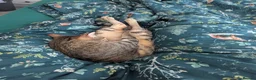 Arabian Mau cats for sale: Bugsy - Male 1.5yr Arabian Mau Tabby - Advert 5