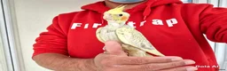 Cockatiels birds for sale: Super hand tamed baby cockatiel for sale - Advert 4