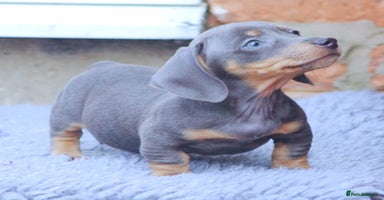 Dachshund dogs - Advert 12