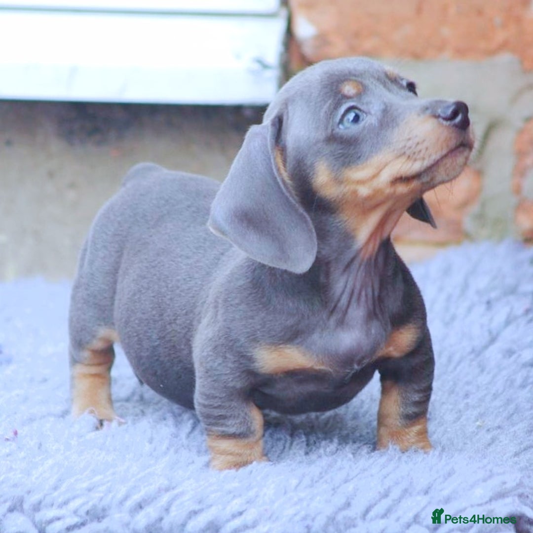 Dachshund dogs for sale: BLUE DAPPLE FEMALE AVAILABLE READY NOW  - Image 2