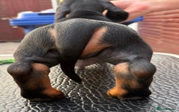 Dachshund dogs for sale: champion bred dachshunds  - Image 14