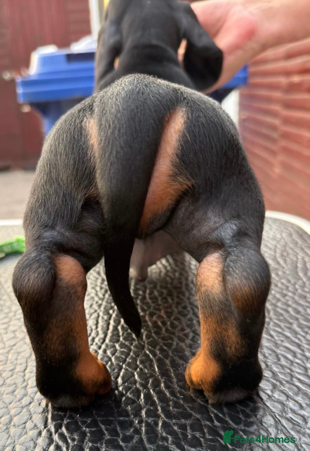 Dachshund dogs for sale: champion bred dachshunds  - Image 14