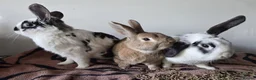 Mixed Breed rabbits for sale: 3 bonded boys  in Andover - Advert 8