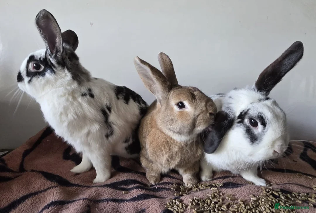 Mixed Breed rabbits for sale: 3 bonded boys  in Andover - Advert 8