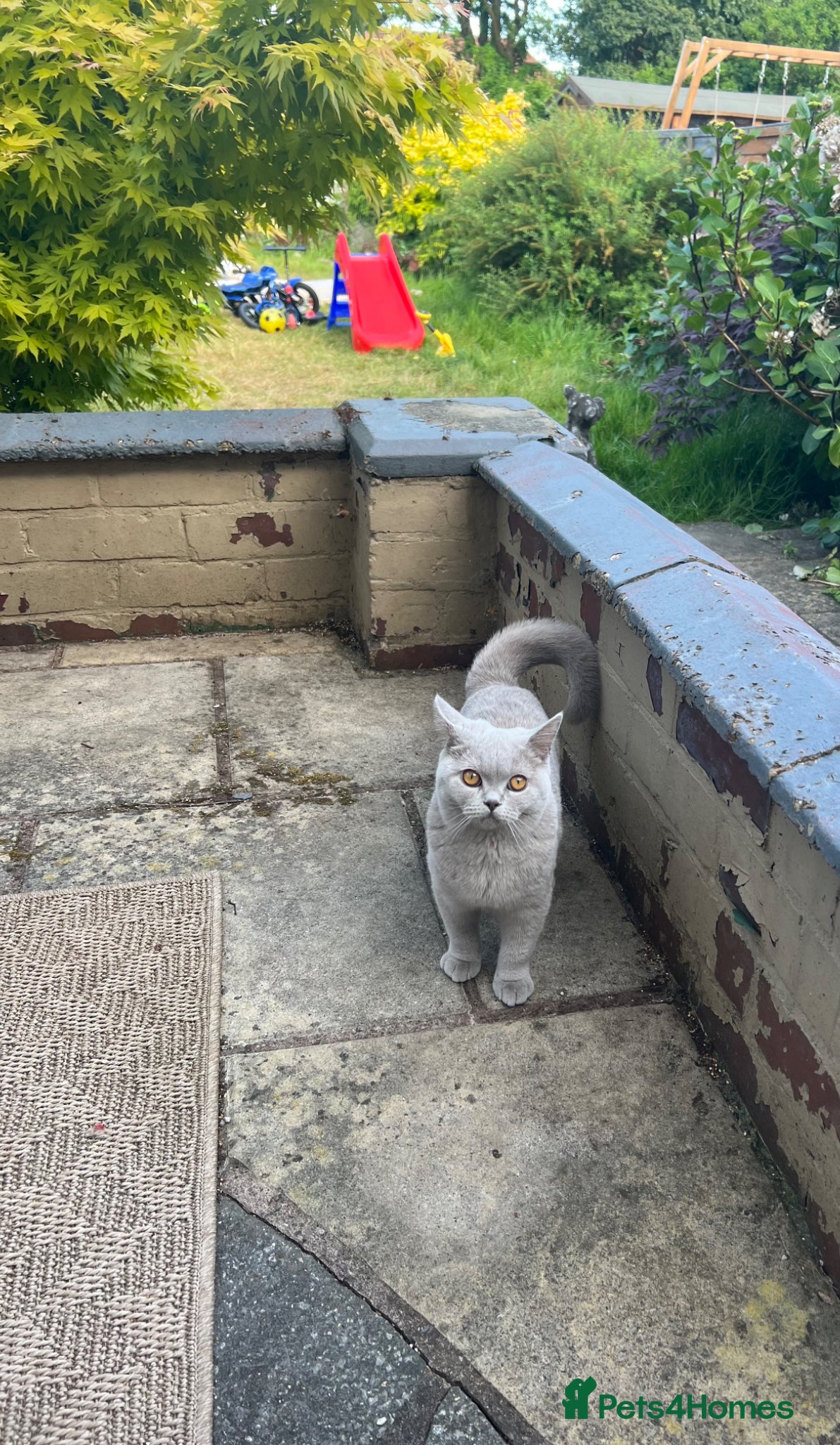 British Shorthair cats for sale: Rare fawn colour female British short hair kitten - Advert 1