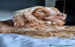 Cocker Spaniel dogs for sale: QUALITY QUALITY PURE BRED SHOW COCKER SPANIEL PUPS - Image 10