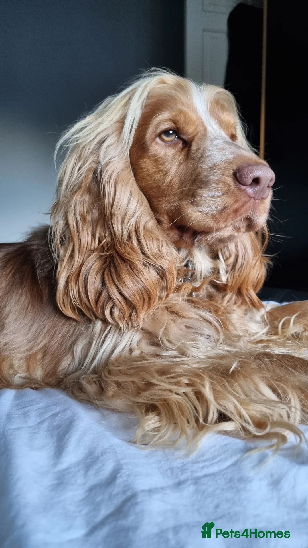 Cocker Spaniel dogs for sale: QUALITY QUALITY PURE BRED SHOW COCKER SPANIEL PUPS - Image 10