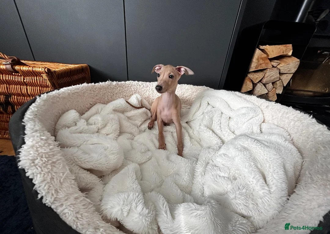 Italian Greyhound dogs for sale: Stunning KC Italian Greyhound Boy Low COI 0.5% - Advert 4