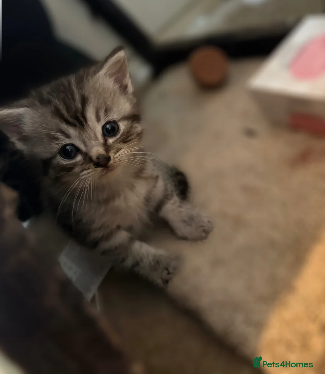 Mixed Breed cats for sale: 2 beautiful half ragdoll kittens  - Advert 2