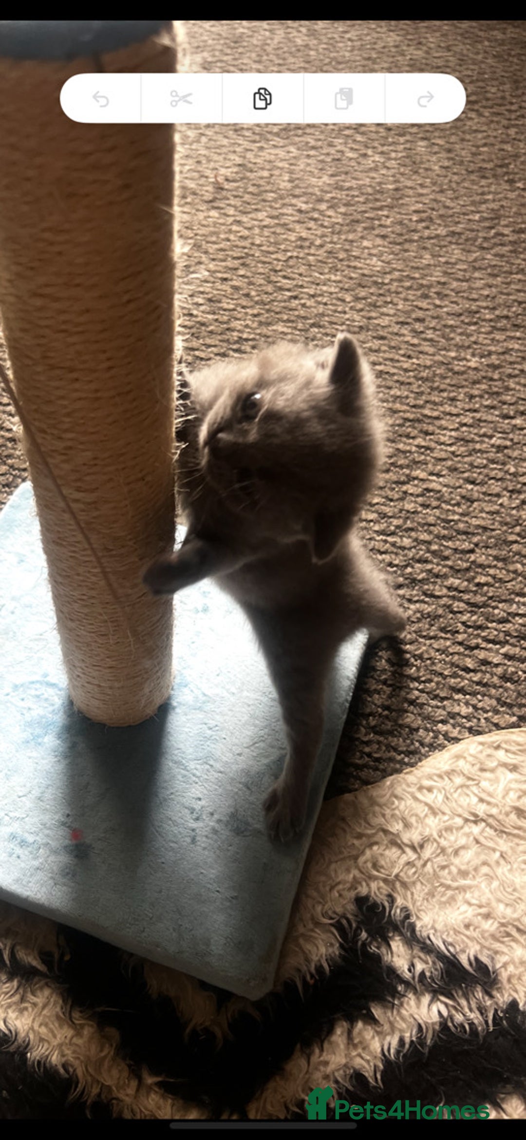 British Shorthair cats for sale: British short haired kittens  - Image 4
