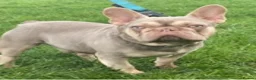 French Bulldog dogs for stud: GHENGHIS HAAN MICRO 🤏NEW SHADE IN THE WORLD in Dewsbury - Advert 12