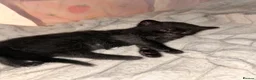 Mixed Breed cats for sale: Bengal mix kittens  - Advert 6