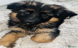 German Shepherd dogs for sale: 🌟READY🌟- KC registered Long Haired GSD pups♥️ - Image 7