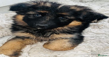 German Shepherd dogs - Advert 2