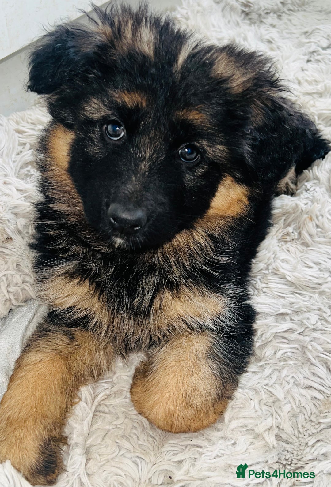 German Shepherd dogs for sale: 🌟READY🌟- KC registered Long Haired GSD pups♥️ - Image 7