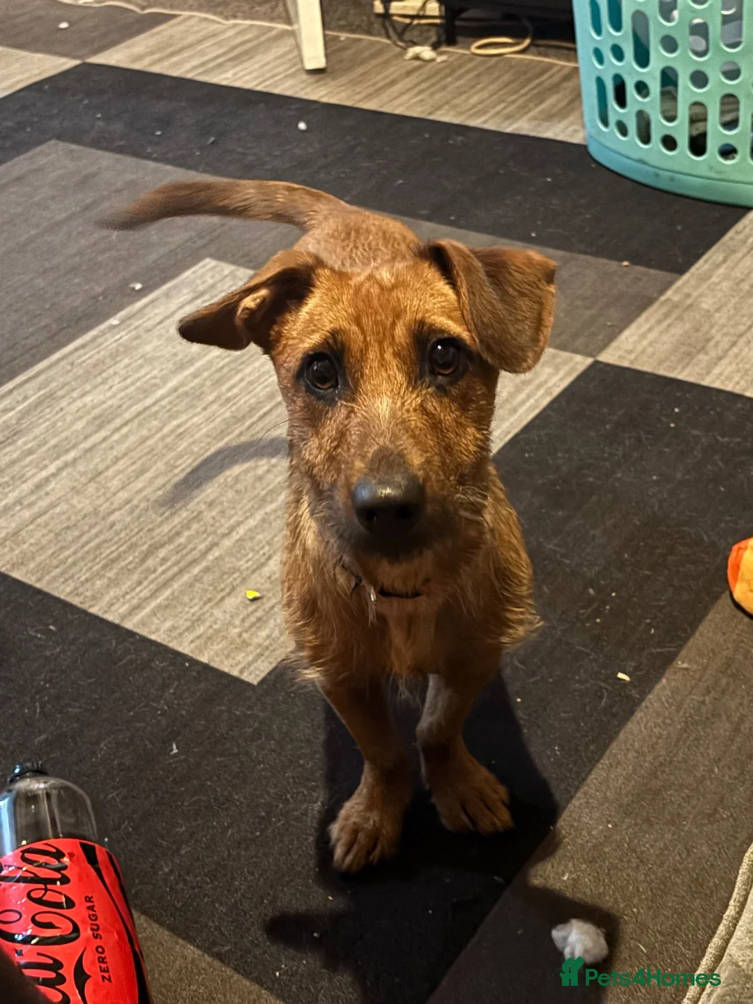 Mixed Breed dogs for sale: Puppy for sale  - Advert 3