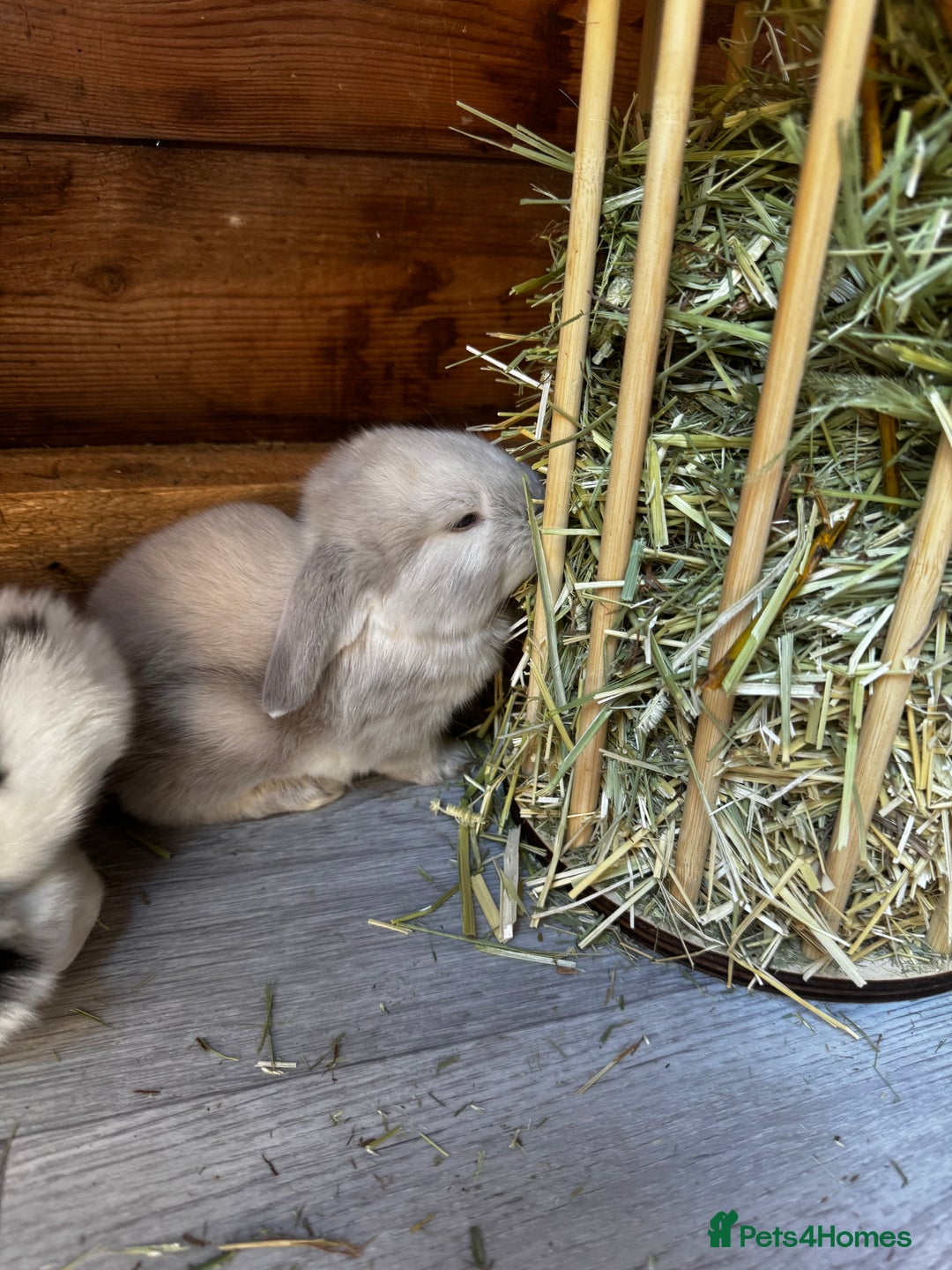 French Lop rabbits for sale: 🩵Stunning litter pure bred blue eye French lops🩵 - Image 13