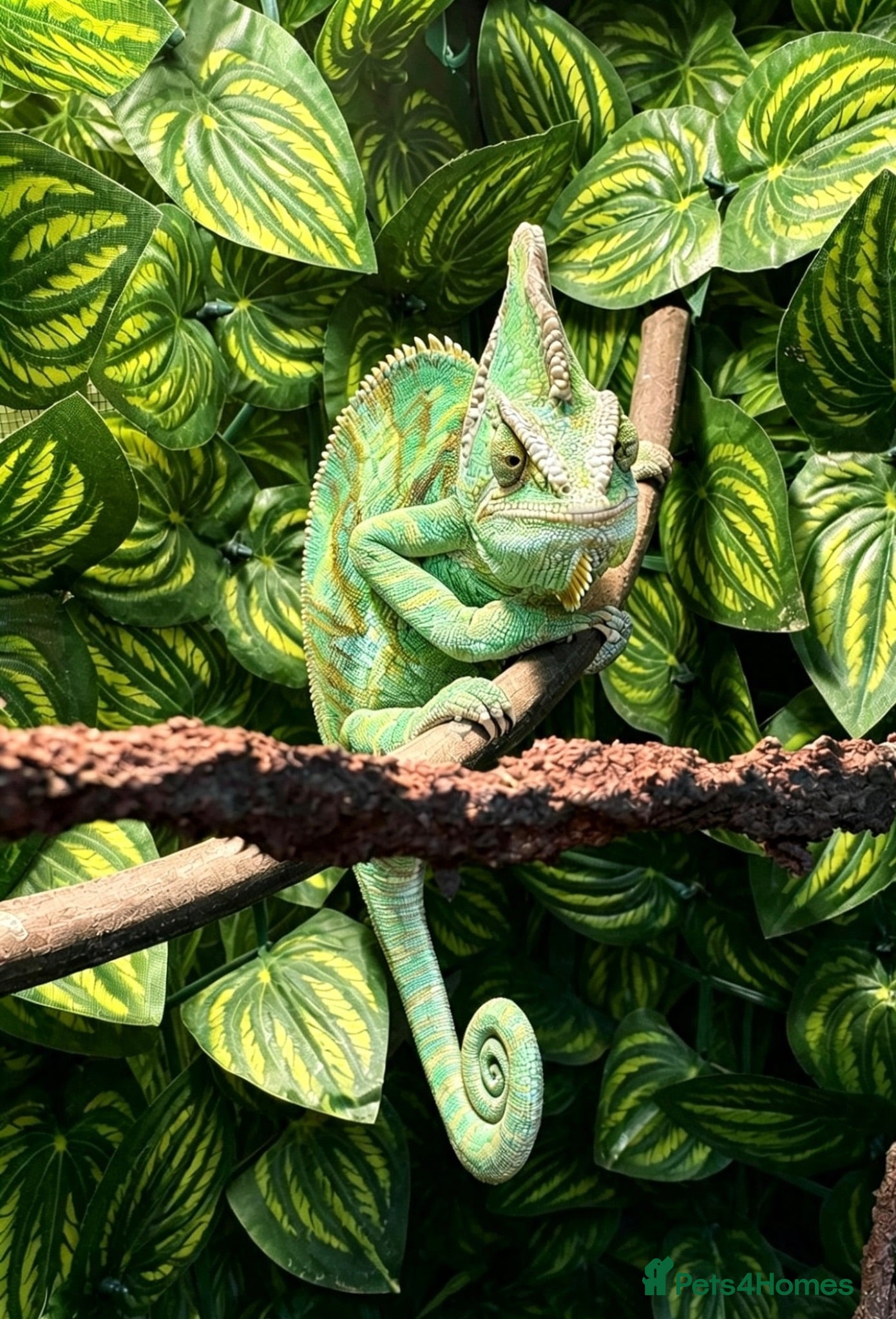 Chameleon reptiles Veiled Chameleon Male with Full Setup  - Advert 3